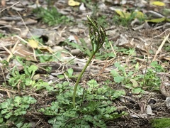 Sceptridium lunarioides