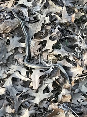Thamnophis sirtalis
