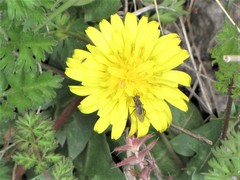 Pherbellia cinerella