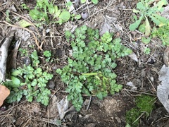 Sceptridium lunarioides