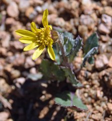 Senecio taraxacoides
