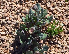 Senecio taraxacoides