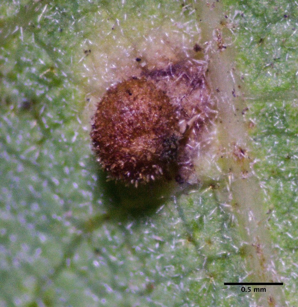 Jumping Gall Wasp