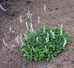 Heuchera hallii
