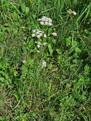 Ligusticum porteri