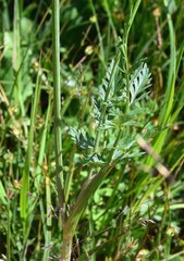 Ligusticum porteri