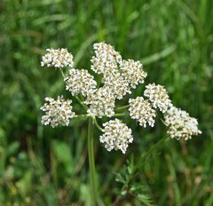 Ligusticum porteri