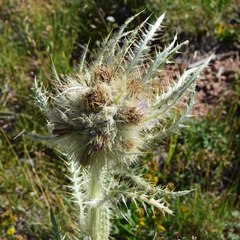 Ligusticum porteri