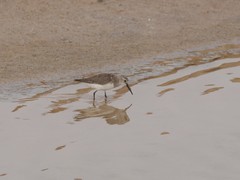 Calidris alpina