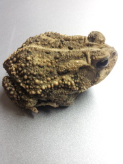Anaxyrus americanus charlesmithi