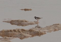 Charadrius hiaticula