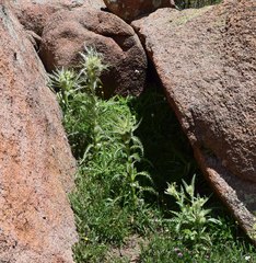 Cirsium scopulorum