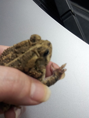 Anaxyrus americanus charlesmithi