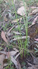 Poa ensiformis