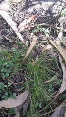 Poa tenera