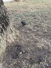 Sturnus vulgaris