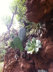 Aeonium davidbramwellii image