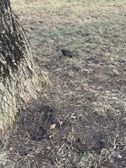 Sturnus vulgaris