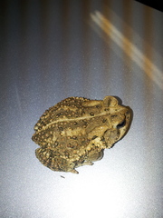 Anaxyrus americanus charlesmithi