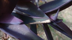 Insecta