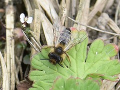 Andrena flavipes