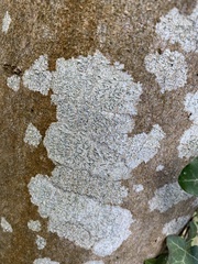 Graphis betulina