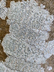 Graphis betulina