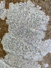 Graphis betulina