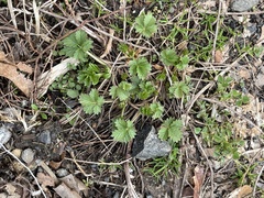 Potentilla intermedia