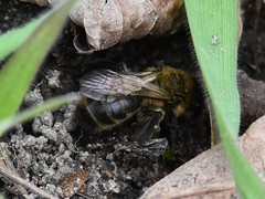 Andrena scotica