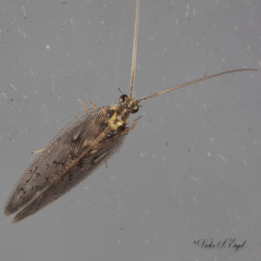 Sympherobius occidentalis