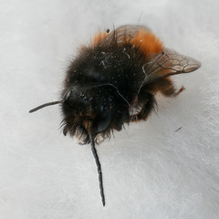 Osmia cornuta