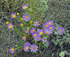 Dieteria bigelovii