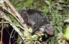 Coendou longicaudatus