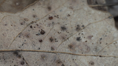 Neuroterus saltarius