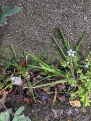 Saxifraga tridactylites