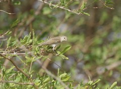 Phylloscopus orientalis