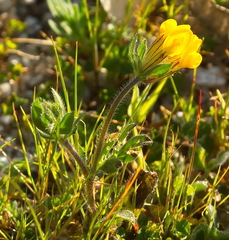 Anthyllis lotoides
