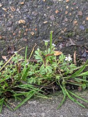 Saxifraga tridactylites