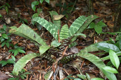 Lutheria splendens