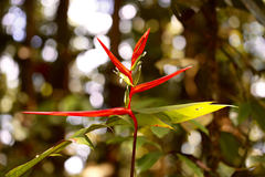 Heliconia acuminata