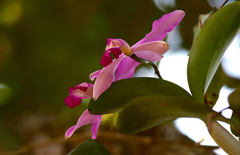 Cattleya violacea