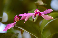 Cattleya violacea