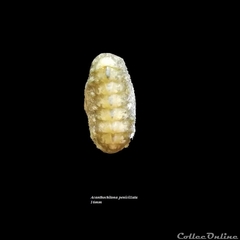 Acanthochitona penicillata image