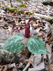 Trillium cuneatum