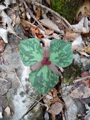 Trillium cuneatum