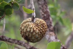 Annona crassiflora