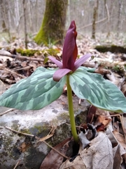 Trillium cuneatum