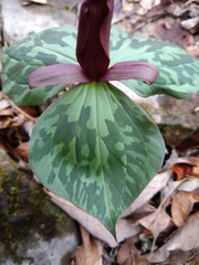 Trillium cuneatum