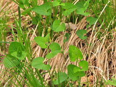 Aristolochia pallida